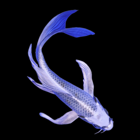 Matsuba Japanese Butterfly Koi Carp Cyprinus Carpio 10cm