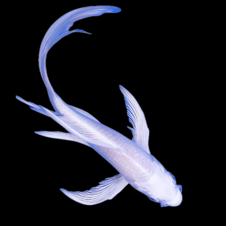 Platinum Ogon Butterfly Japanese Koi Carp Cyprinus Carpio 6cm