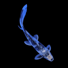Utsurimono Japanese Butterfly Koi Carp swimming in clear water.