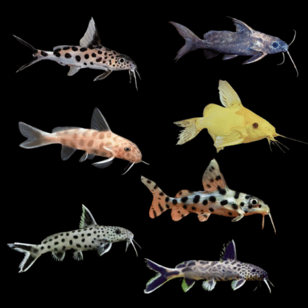 Assorted Synodontis Catfish 5cm