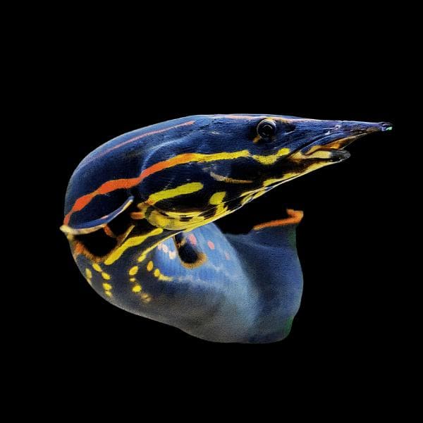 Sims Tropical Fish specials