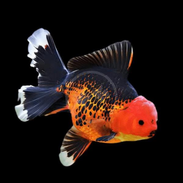 Fancy goldfish