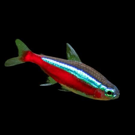 Community tropical fish