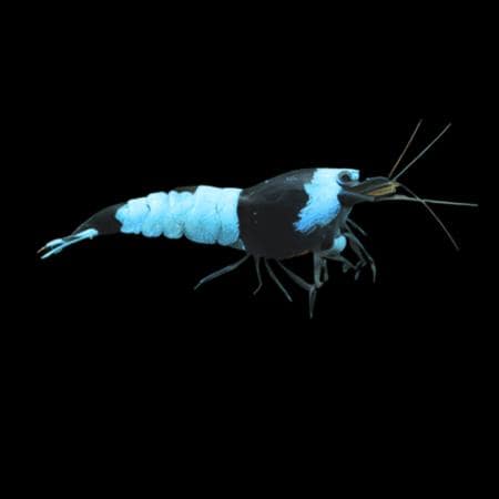 Freshwater shrimp