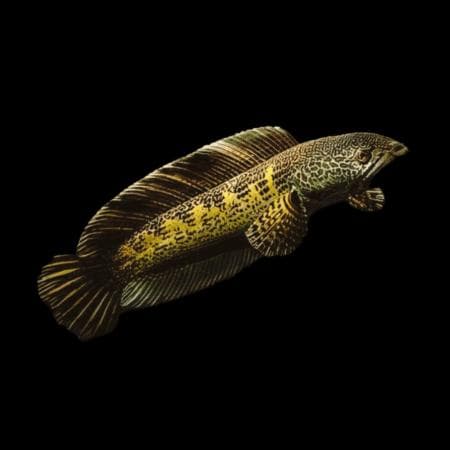 Predatory fish