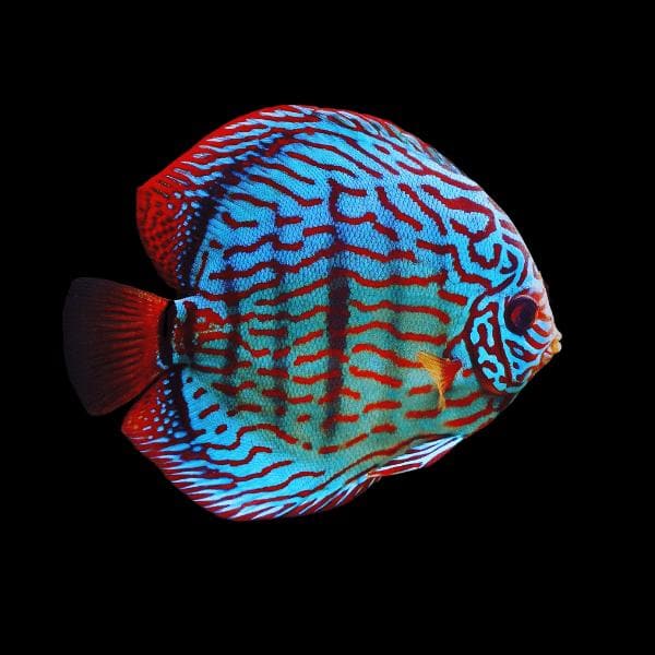 Discus fish