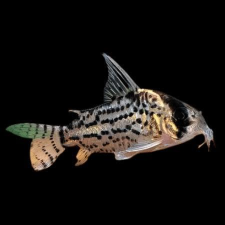 Corydoras