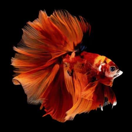 Betta fish