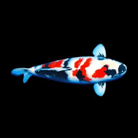 Koi carp